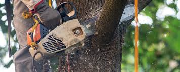 Best Hazardous Tree Removal  in Callahan, FL