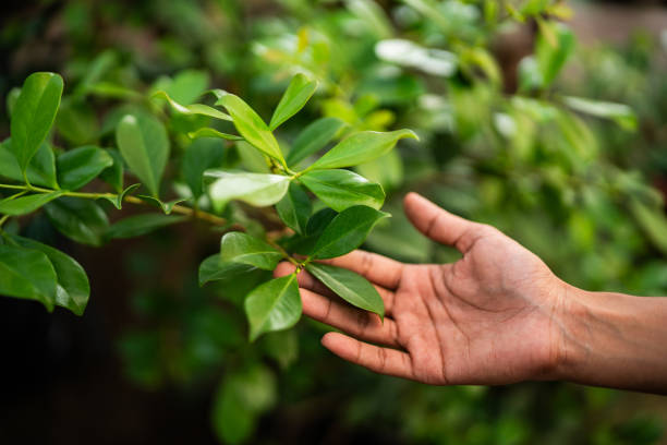 Callahan, FL Tree Services Company