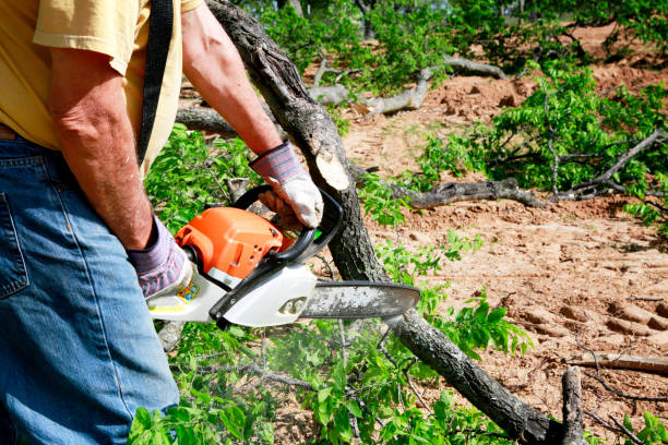 Best Hazardous Tree Removal  in Callahan, FL